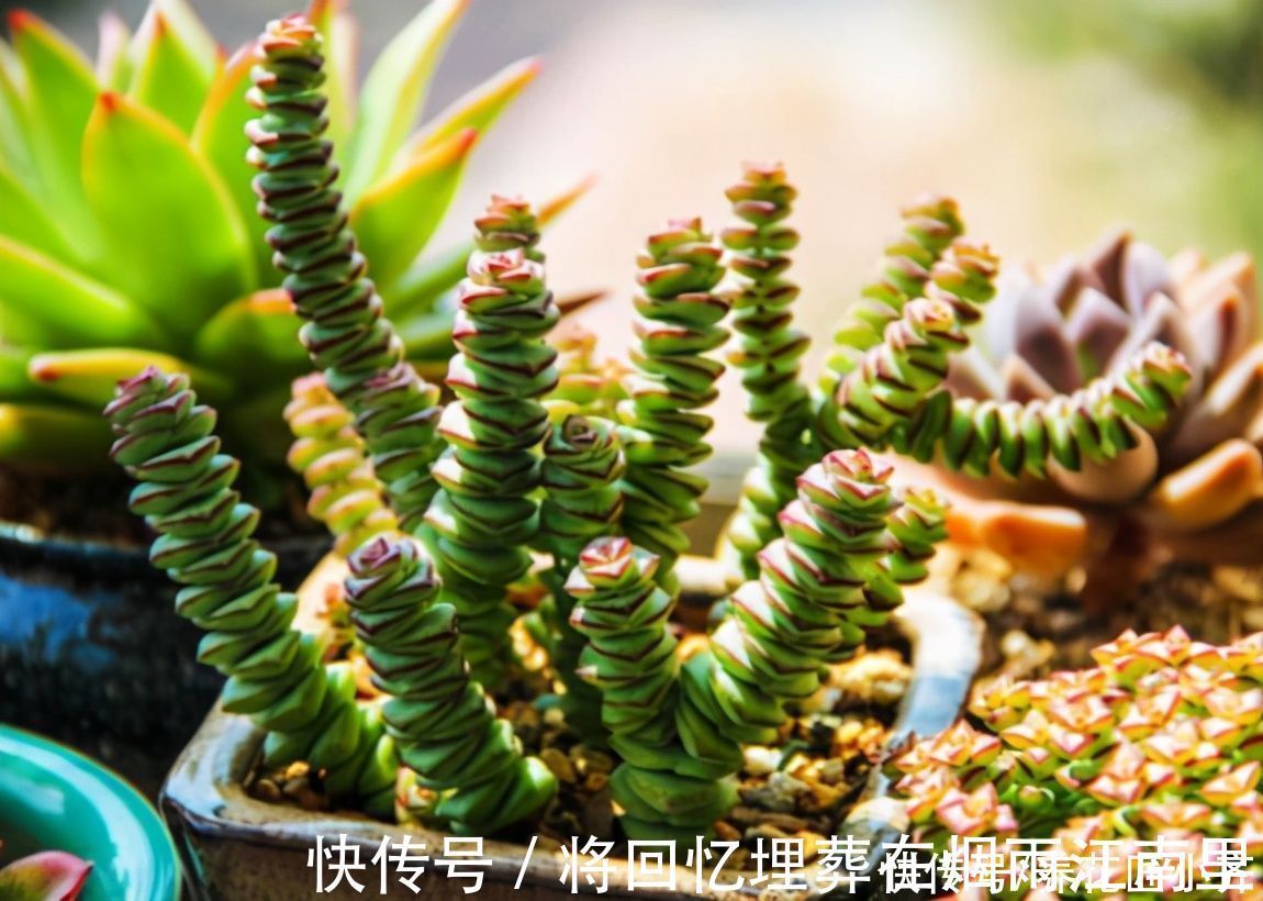 枝条|不会扦插不要急，这6种植物，一根枝条剪成多段，插土里就活