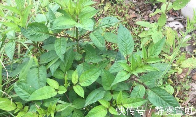 野草|农村的野草，被称为“害草”，殊不知价值珍贵，消炎解毒效果好