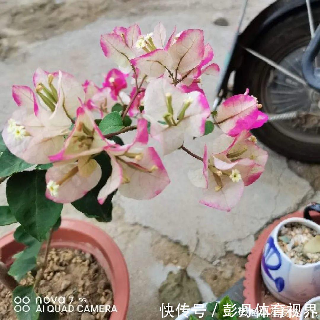 叶子|十月养这花，撸叶子、少浇水，10天冒出大花苞！