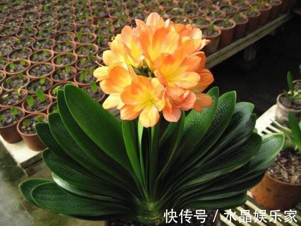 君子兰花箭“闷坏了”,夹箭严重怎么救教你一招