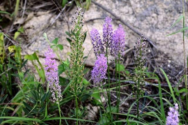 这野草看着像大蒜,其实价值更高,野生的不多见,人称“绵枣”