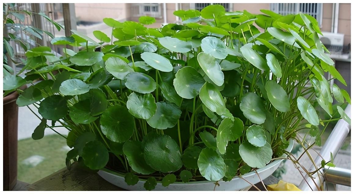 夏天|4种漂亮花，夏天就怕缺水，缺一次黄一次，天天浇水也不嫌多