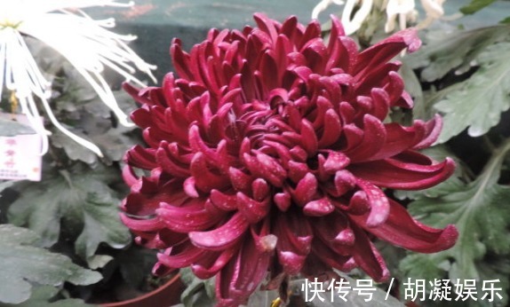 此款菊花，花开如“李逵醉酒”，堪称“珍稀名菊”，高雅妖娆！