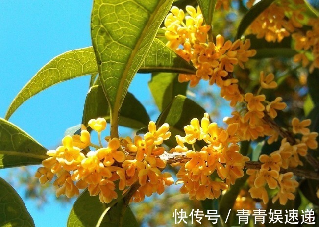 养花不必多,这4种花镇宅又养人,有钱人都在养,尤其最后一种!