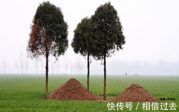 郭璞&俗语:坟边长竹须迁坟,坟前两物成富人,“两物”是啥?有点道理