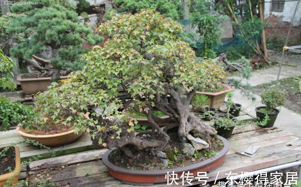 阳台上|从繁殖到造型,在开启三角枫盆景制作过程中感受缤纷世界!