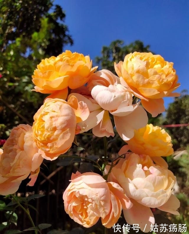 废料|月养月季,土里备“三废料”,新芽“咕噜”冒,芬芳宜人小半年