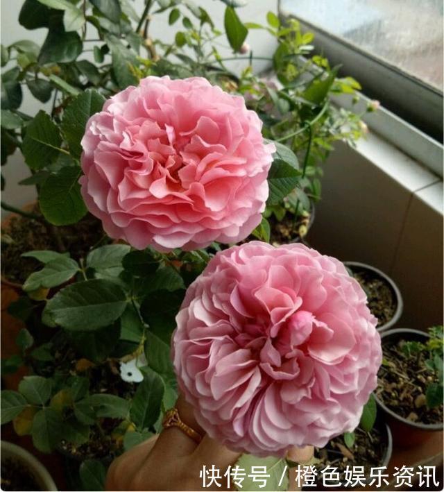 细数10种狼牙棒月季，怕刺的可绕道