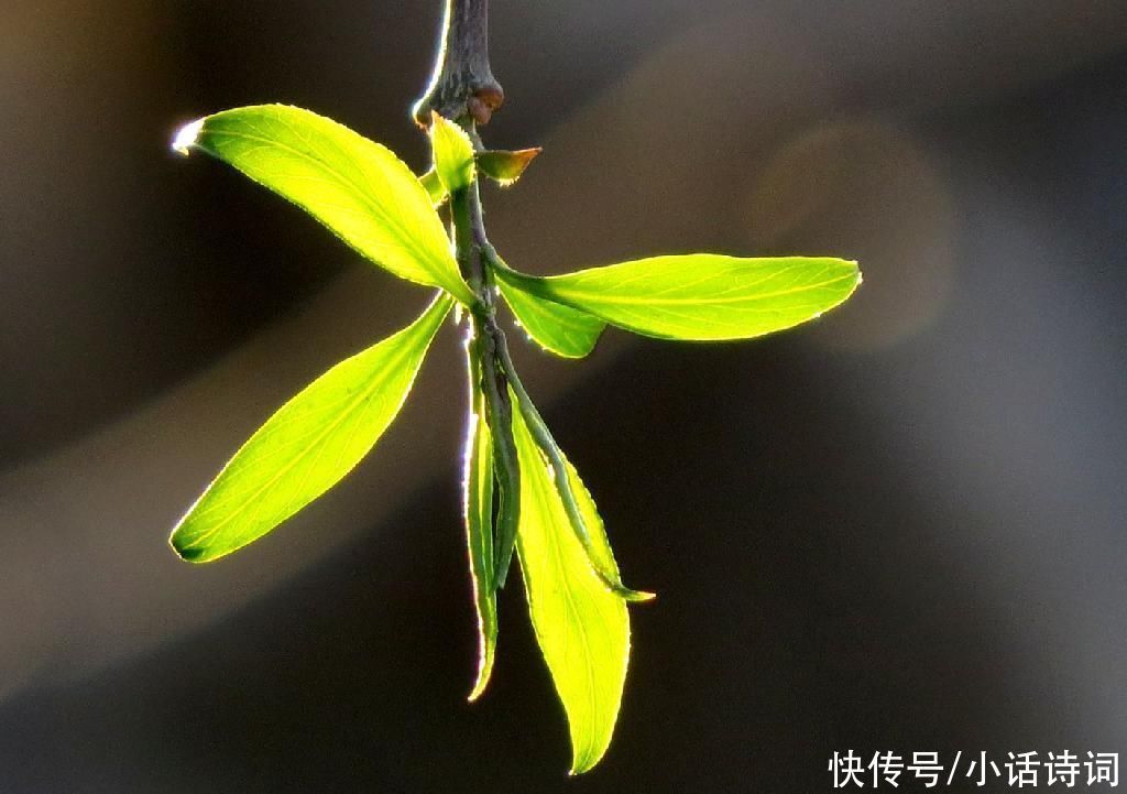 柳树$咏柳诗词何其多,而王观的这首咏柳词却能脱颖而出,它好在哪里?