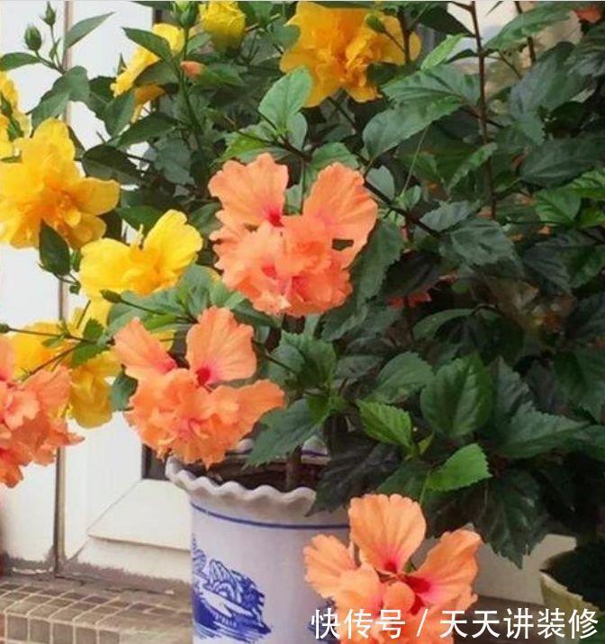 美翻天|4种福运花,自带福气好养活,不用管照样长得旺,美翻天!