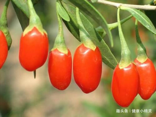 枸杞泡|枸杞是直接嚼着,还是泡水喝好终于有正确答案了,白吃了30年