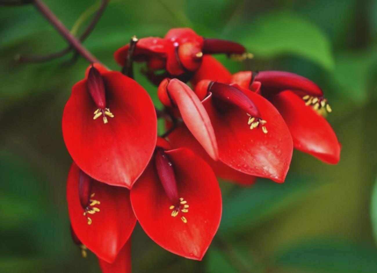 二月养三角梅,勤做“三动作”,撒欢长催新苞,当月绽放层叠群花