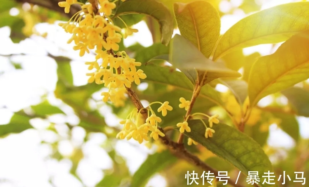 暗香盈袖$临水照花李清照,四首写花的词,照见一生悲欢