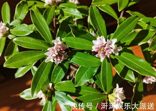香味|喜欢养芳香花卉的人，客厅只养一盆“夺香花”，好闻又大气