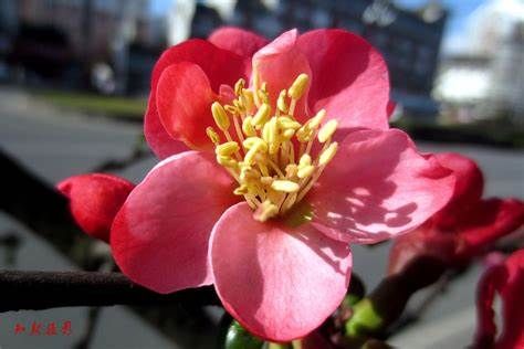 养花试试这几款，漂亮还好养，花开数量可以达到200多朵