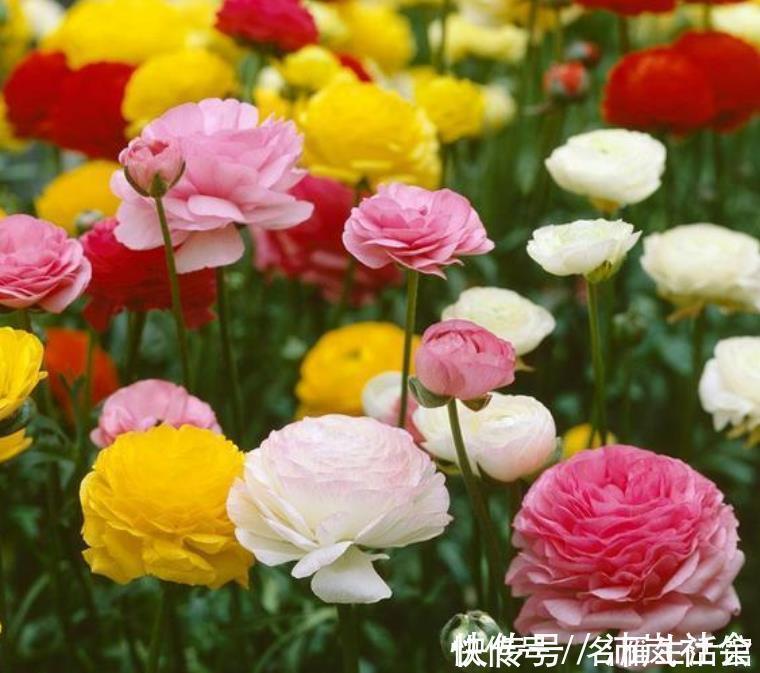 红宝石|秋天养花，首选4种花，花期长、颜值高，晒晒太阳开花一茬又一茬