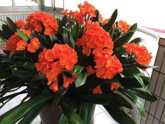 君子兰重在养根,水肥要注意,养出肉质根自然枝叶绿