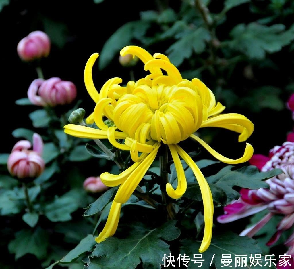 视力|菊花和它一起泡,净五脏, 排毒素,视力越来越好,肝更健康