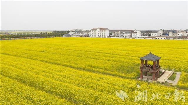 蔡甸消泗乡万余亩油菜花盛开（组图）