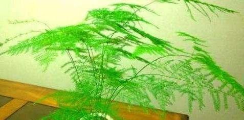  施肥|文竹，要巧养，切记1散、1喷、1通，不施肥也长新枝