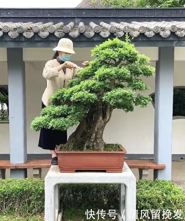 杂木|上海植物园迎来初夏盆景修剪季