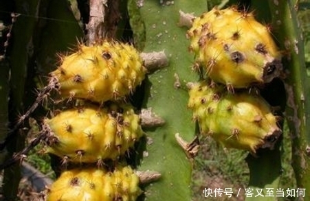 健脾祛湿|夏天这几种野菜，不仅可以滋阴补肾，还能健脾祛湿，你们知道吗