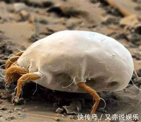 除螨|洗床单时,加一点“它”,可以把螨虫杀死,比晒太阳还管用