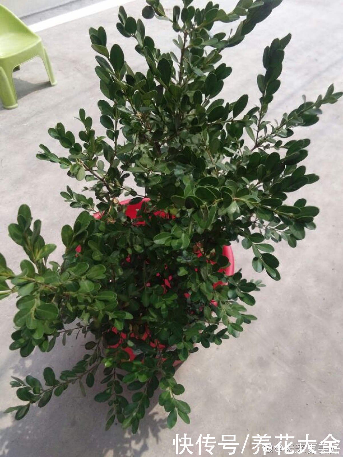 1种“天然矮”的植物,无需矮化,打造天然的瓜子黄杨盆景