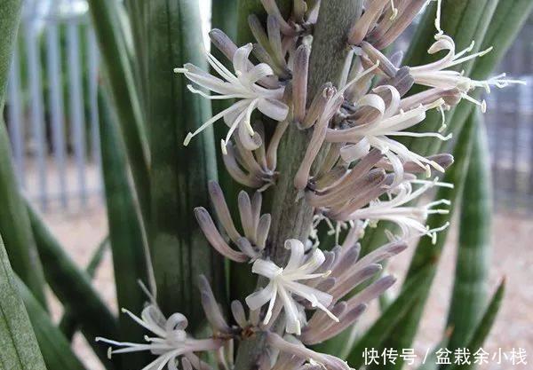 纳米比亚|虎尾兰原来有这么多的学问,以前都白养了