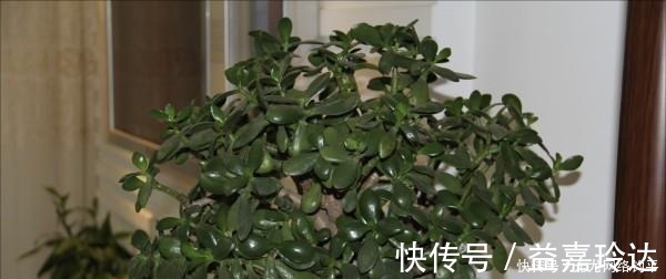 爆盆|“耐干旱”的3种花,即使40天不浇水,一样“爆盆”,生长快!