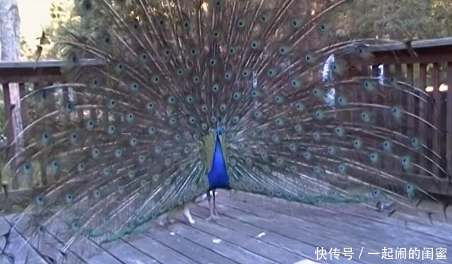 羽毛|当孔雀开屏遇到了猫咪，漂亮羽毛成了逗猫棒，孔雀给我留点羽毛