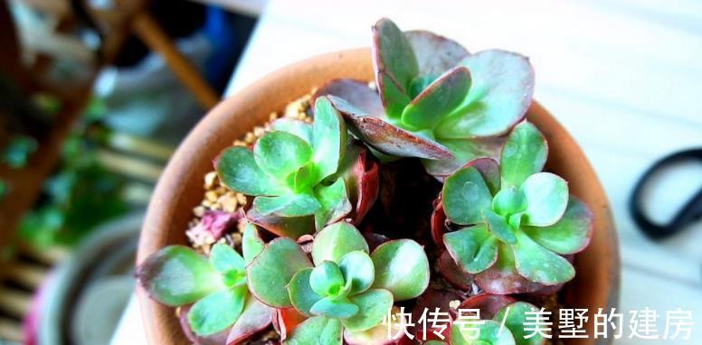 水溶液|天热换盆土,方法不正确,多肉反而更容易烂根化水