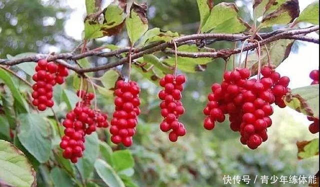 收获的季节｜五味子，你可知是什么味！