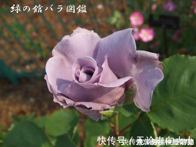 月季|20款紫色月季品种。浓香、抗病非常好养，天然紫色唯美盛开