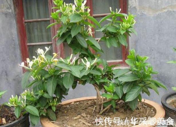 观赏性|喜欢盆栽这3款植物就赚大了,既能观赏又能治病,堪称天然药箱