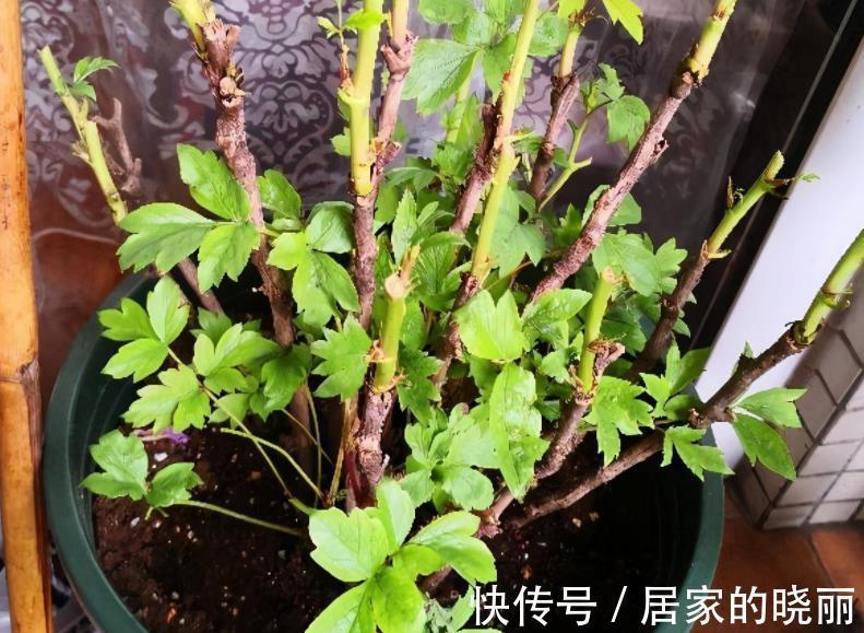 栽种|秋季正适合入手牡丹，这么栽种，年年复花，开花量比往年更胜