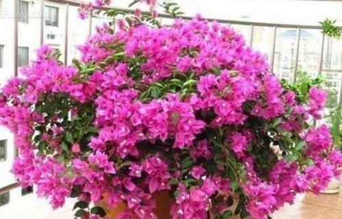 几种花养家里，好养又漂亮，丢盆里猛长，新手也能养爆盆