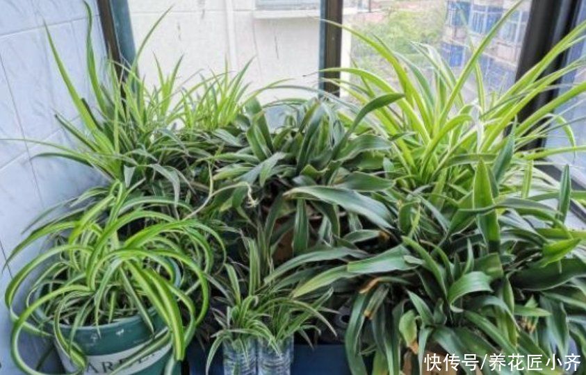 扦插植物用“生根水”，获得生根水有两种方法，多数人会选第一种