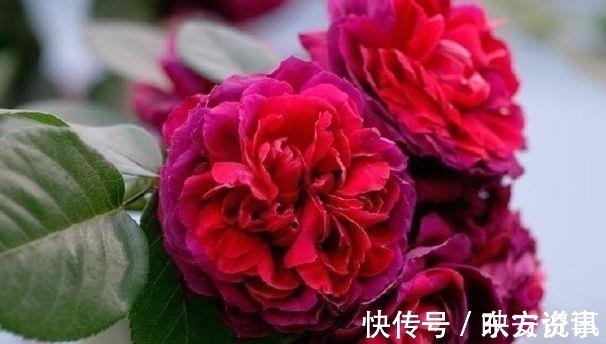 水仙花|号称女神花的几款花卉,漂亮又好养,沾土就活,越养越爆盆