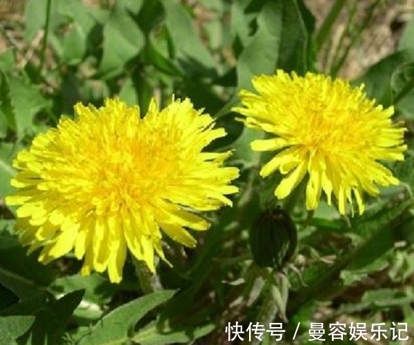 乳房肿|蒲公英号称“排毒草”,不仅排肝解毒,还有3个好处很多人不知!