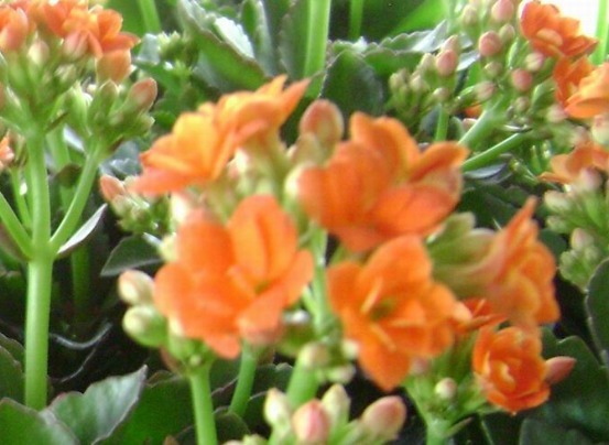 长寿|长寿花叶子老是长不大,你可能忽略了 这些小问题