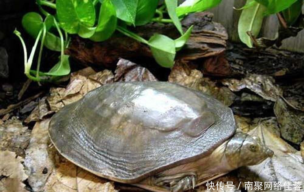 钓鱼穷三|俗语:“三虎出一豹,三斑出一鹞”啥意思?三句经典道尽处世智慧