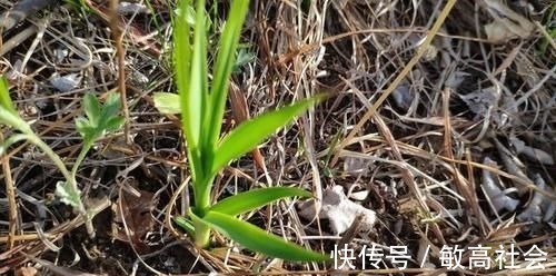 日华子本草|有一味滋阴润燥的中药,李时珍说它“上则清肺,下则润肾”