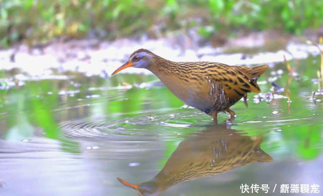 巨龟 不可思议一种13万年前已灭绝的物种再次出现，是一种不会飞的鸟