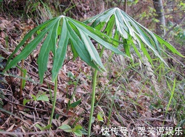 野草|农村一种野草，长得像“破雨伞”，却价值珍贵，遇到了请珍惜