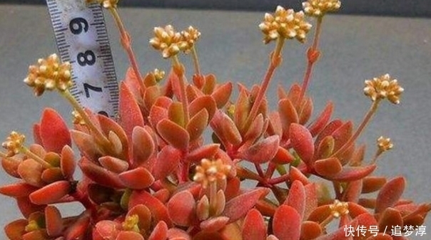 多肉|把10元的多肉养成老桩,原来是用了这方法!