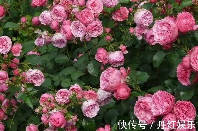 百菌清|入了月季花的坑，如果连这种病虫害无法清除，那月季也是白养了