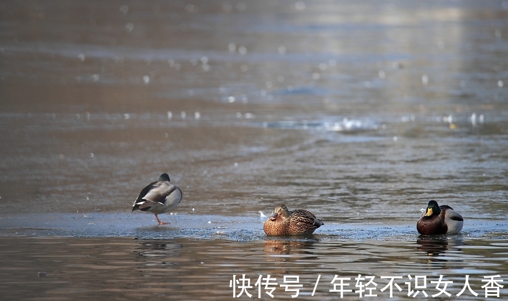 秋钓荫|四季钓鱼技巧，春夏秋冬，每季钓鱼敲黑板要注意事项