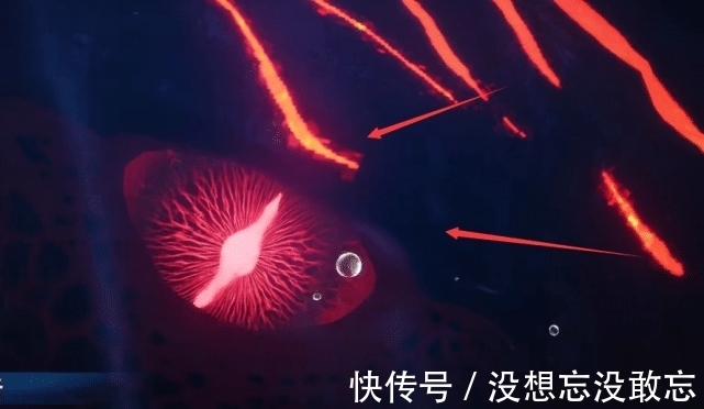 波塞西|斗罗大陆:七怪遭遇深海魔鲸,戴沐白手握朱竹清的“大灯”太潇洒