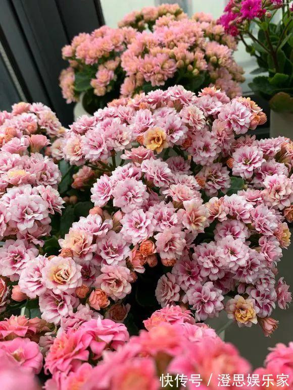 叶子|长寿的花苞迟迟不开用它喷两次，很快就能鼓起来！